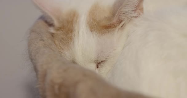 Nádherná Bílá Oranžová Kočka Spící Kočičím Stromě Dobře Osvětlené Místnosti — Stock video