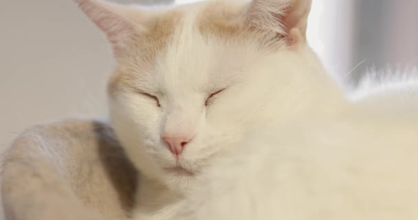 Ospalá Kočka Probudila Dřímoty Schoulená Kočičím Stromě Před Oknem Obývacím — Stock video