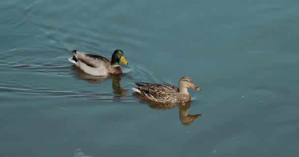 Close Dois Belos Patos Nadando Rio Abaixo — Vídeo de Stock