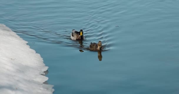 Чоловічі Жіночі Качки Пливуть Вздовж Берега Річки Оттава Вкриті Снігом — стокове відео