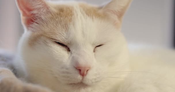 Primo Piano Gatto Assonnato Che Sveglia Pisolino Rannicchiato Tiragraffi Davanti — Video Stock