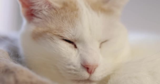 Gorgeous White Orange Cat Sleeping Cat Tree Sun Pouring Window — Stock Video