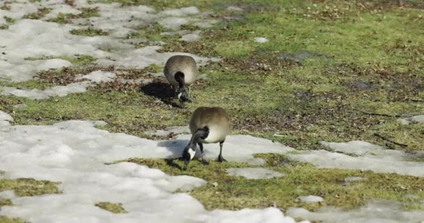 ケベック州ガティノーの春の日に海の端の横の芝生でカナダのガチョウの餌を2匹 — ストック動画