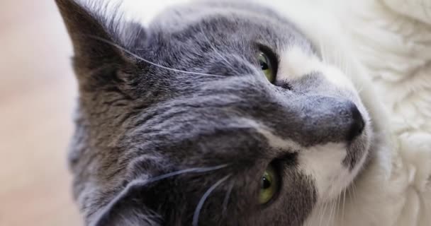 Makro Film Krásné Šedobílé Kočky Zelenýma Očima Ležící Dřevěné Podlaze — Stock video