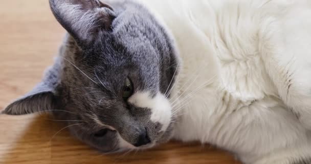 Extrémně Roztomilá Bílá Šedá Kočka Odpočívající Dřevěné Laminátové Podlaze Slunečním — Stock video