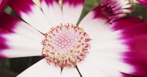 宏观探测左向右拍摄紫色和白色雏菊的细节 — 图库视频影像