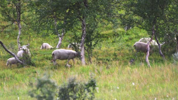 Овцы Ягнята Пасутся Деревьями Пышной Зеленой Растительности — стоковое видео