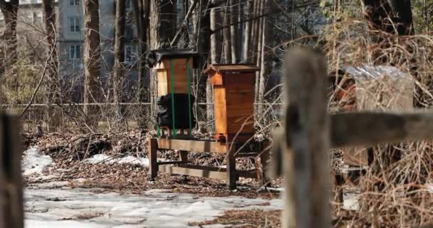 Пчеловодческие Колонии Расстоянии Деревянным Забором Мур Фарм Музее Гатино Квебек — стоковое видео