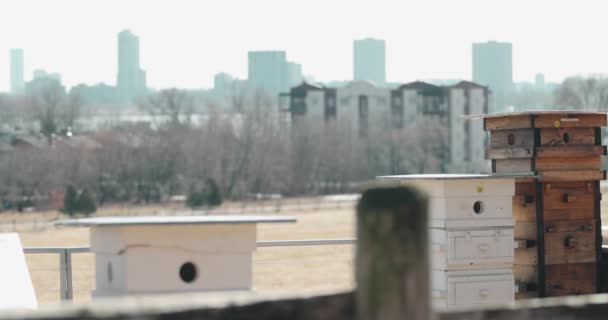 在魁北克加蒂诺的摩尔农场拍摄的背景下 多间蜂房与公寓大楼和渥太华市景观关系密切 — 图库视频影像