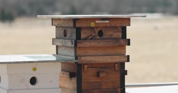 Včelařství Langstroth Farma Zblízka Loukou Pozadí Během Časného Jara — Stock video