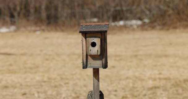 Alimentatore Uccelli Quadrato Legno Con Tetto Tegole Nel Mezzo Campo — Video Stock