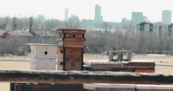 Egy Méhészeti Langstroth Kaptár Farm Közel Apartman Épület Város Ottawa — Stock videók