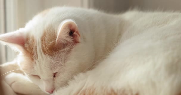 可愛い白とオレンジの猫は窓の前の猫の木の上で昼寝をするために頭を休める — ストック動画