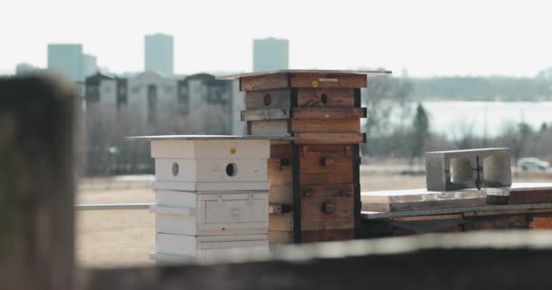 Gyönyörű Méhészet Langstroth Kaptár Farm Egy Gyönyörű Kék Óra Városkép — Stock videók