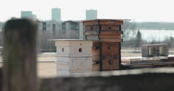 Close Farm Bee Hives Wooden Fence Foreground Ottawa Cityscape Background — Stock Video