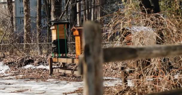 Colmeias Abelhas Uma Fazenda Museus Gatineau Quebec Apenas Nas Primeiras — Vídeo de Stock