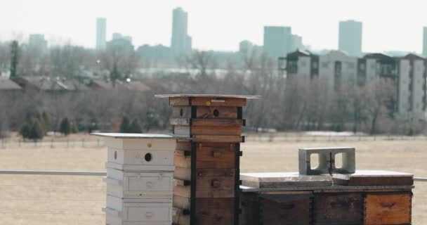 Ottawa City Scape Apartment Buildings Background Beekeeping Langstroth Hive Farm — Stock Video