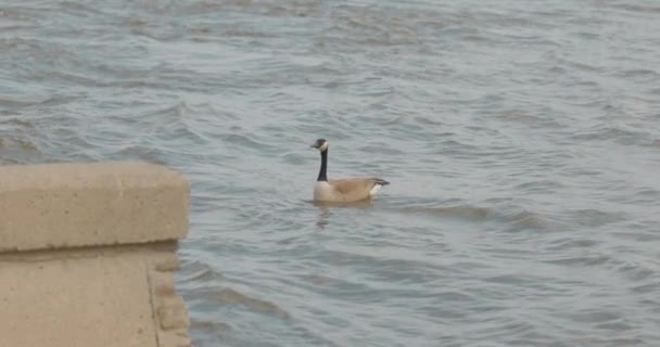 Hermosa Canadiense Buena Natación Borde Los Ríos Del Río Ottawa — Vídeo de stock