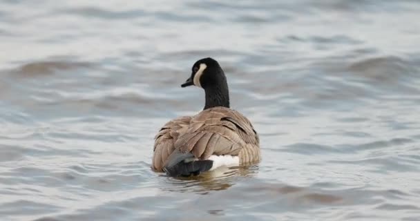 Elegant Canadian Goose Floating Choppy Waters Ottawa River — Stock Video