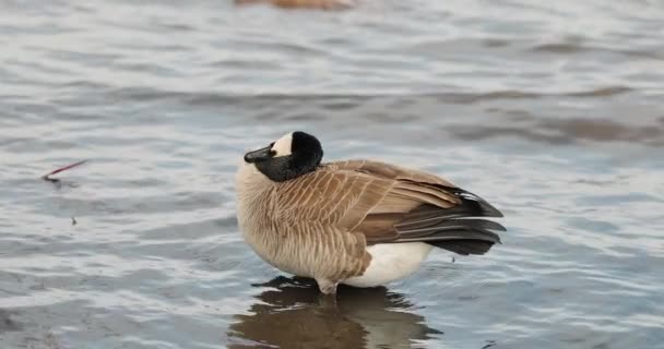 Canadian Goose Standing Shallow River Waters Works Clean Itself — Stock Video