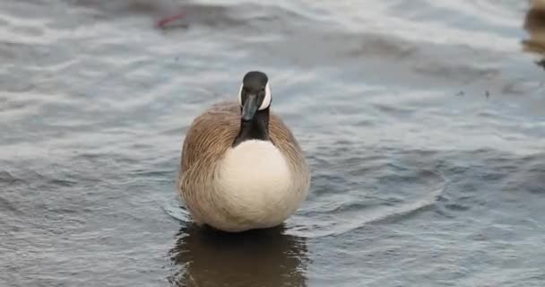 Schöne Kanadische Gans Wandert Flachen Wasser Des Ottawa River Auf — Stockvideo