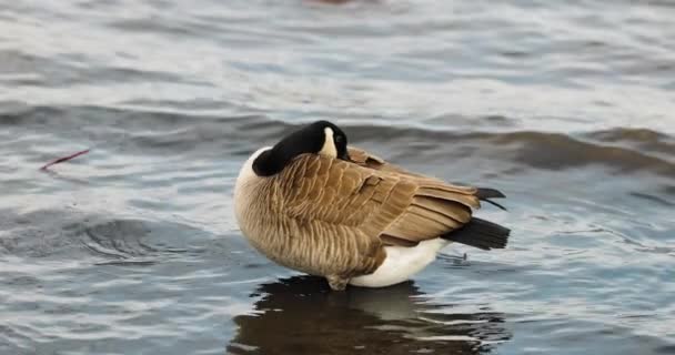 Canada Oca Piedi Nelle Acque Poco Profonde Del Fiume Ottawa — Video Stock