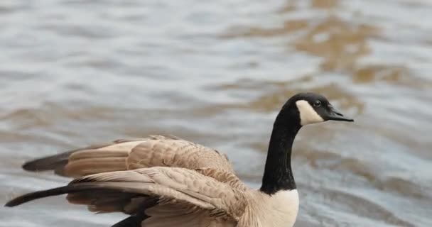 カナダのガチョウの近くベイト島からオタワ川の浅い海に海岸を歩く — ストック動画