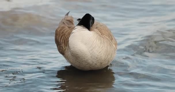 Hermoso Ganso Canadá Limpia Con Cabeza Hacia Atrás Las Aguas — Vídeos de Stock