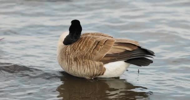 Ganso Canadiense Aplanado Sacude Agua Sus Plumas Mientras Está Pie — Vídeos de Stock