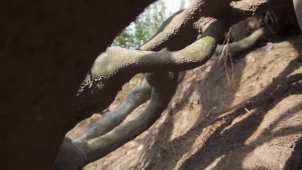 Доллі Через Коріння Стародавнього Дерева Схилі Пагорба — стокове відео