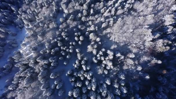 Αεροφωτογραφία Από Πάνω Προς Κάτω Του Χιονισμένου Κωνοφόρου Δέντρου Κατά — Αρχείο Βίντεο