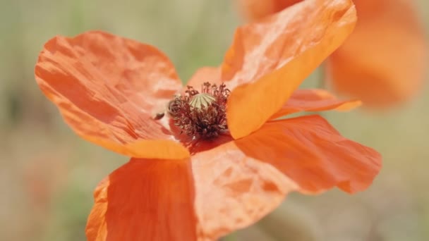 Abeille Sur Fleur Pavot Rouge Gros Plan — Video