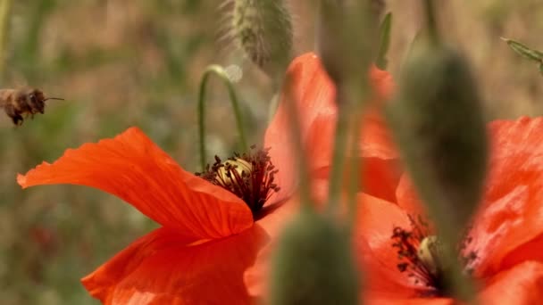 Frumoasă Vedere Macro Albinelor Polenizând Floarea Mac Roșu Sălbatic Close — Videoclip de stoc