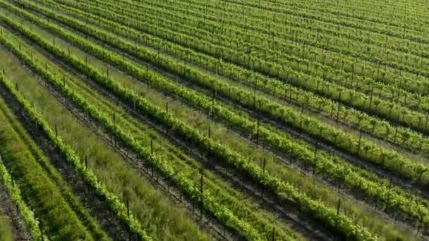 ドローンは美しい緑のブドウ畑を飛び越える 空中展望 — ストック動画