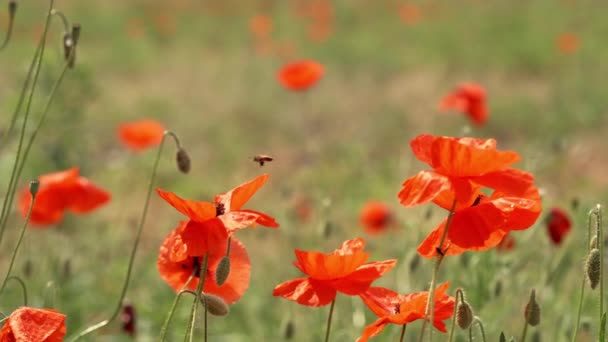 Bees Fly Blossom Blossom Beautiful Red Poppy Meadow — Stock Video