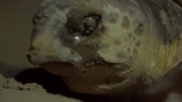 Άγριο Θηλυκό Loggerhead Turtle Moonlight — Αρχείο Βίντεο