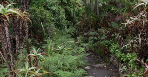 Egy Nedves Ösvény Eltűnik Sűrű Erdőben Korábbi Eső Után — Stock videók