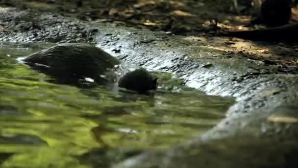 농장에 수달은 물에서 헤엄치는 즐기며 여름에 시원하게 — 비디오