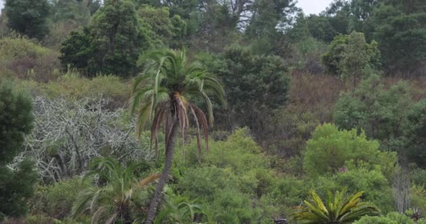 Szél Pálmafa Levelein Keresztül Mozog Afrikai Bokorban Egy Esős Napon — Stock videók