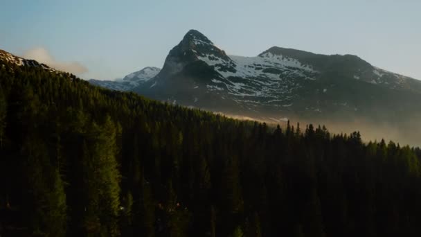 Der Flug Aus Der Luft Über Die Kiefern Des Waldes — Stockvideo