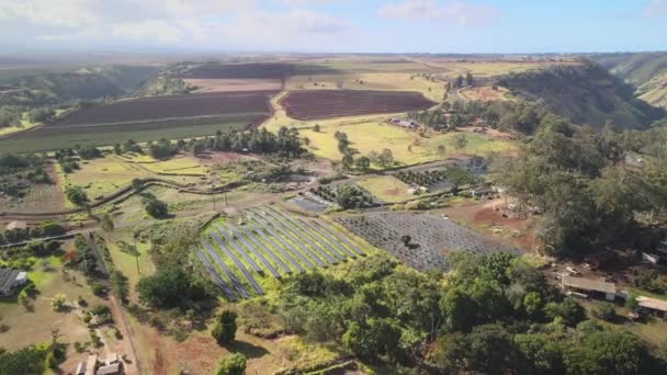 上空からのドローンの空中ビュー オアフ島の大きな農地ハワイ — ストック動画