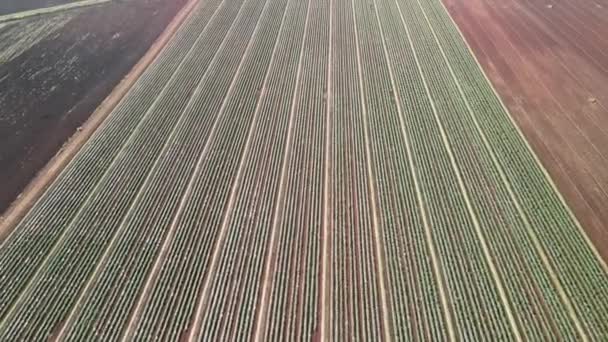 上空からのドローンの空中ビュー ハワイの農場 — ストック動画