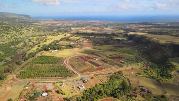 上空からのドローンの空中ビュー オアフ島の大規模農場 — ストック動画