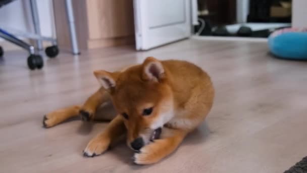 Adorabile Cane Shiba Inu Giovane Cucciolo Che Gioca Con Sua — Video Stock