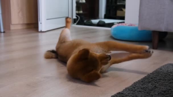 Adorable Chien Shiba Inu Jeune Chiot Jouant Avec Patte Mignonne — Video