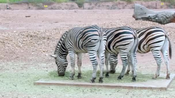 Drie Zebra Eten Samen Australische Dierentuin Dieren Achter Wiegende Staarten — Stockvideo