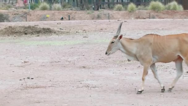 Antelope Walking Zoo Australia Bush Fire Safe — стокове відео
