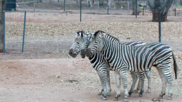 Zebra Birlikte Oynuyor Avustralya Hayvanat Bahçesi Komik Hayvanlar — Stok video