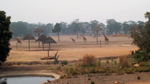 Giraffen Smoky Sky Bush Brand Australië Vijver Wide View Smoke — Stockvideo