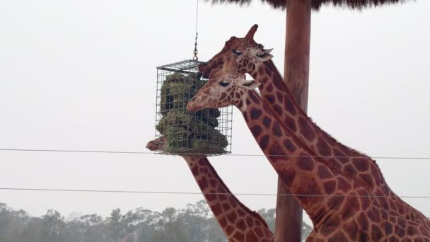 Drie Giraffen Voeden Smoky Sky Bush Fire Australië — Stockvideo